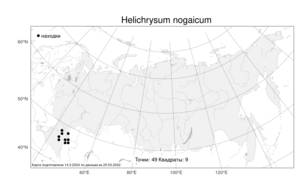 Helichrysum nogaicum, Цмин ногайский Tzvelev, Атлас флоры России (FLORUS) (Россия)