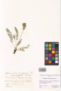 Остролодочник Васильченко Jurtzev, Сибирь, Чукотка и Камчатка (S7) (Россия)