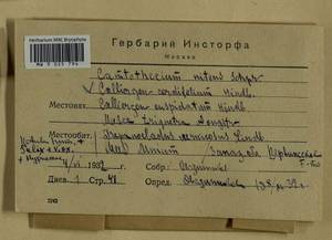 Calliergon cordifolium (Hedw.) Kindb., Гербарий мохообразных, Мхи - Центральное Нечерноземье (B6) (Россия)