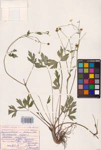 Лютик ползучий L., Восточная Европа, Нижневолжский район (E9) (Россия)