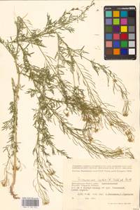 Дескурения Софии (L.) Webb ex Prantl, Восточная Европа, Нижневолжский район (E9) (Россия)