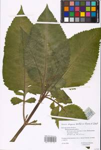 Ворсянка щетинистая Willd., Восточная Европа, Центральный лесостепной район (E6) (Россия)