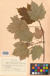 Клен желтый, Клен укурунду Trautv. & C.A.Mey., Сибирь, Дальний Восток (S6) (Россия)