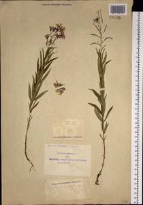 Chamaenerion angustifolium subsp. angustifolium, Сибирь, Якутия (S5) (Россия)