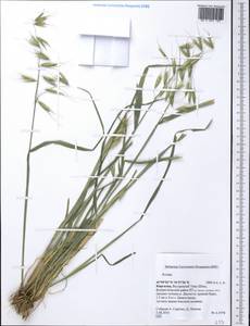 Овес, Средняя Азия и Казахстан, Северный и Центральный Тянь-Шань (M4) (Киргизия)