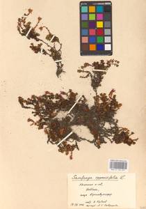 Камнеломка супротивнолистная L., Восточная Европа, Северный район (E1) (Россия)