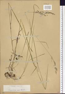 Мятлик сибирский Roshev., Сибирь, Западный (Казахстанский) Алтай (S2a) (Казахстан)