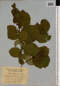 Орешник обыкновенный, Лещина обыкновенная L., Восточная Европа, Молдавия (E13a) (Молдавия)