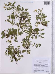Sibbaldianthe orientalis (Soják) Mosyakin & Shiyan, Средняя Азия и Казахстан, Северный и Центральный Тянь-Шань (M4) (Киргизия)