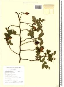 Шиповник собачий, Роза собачья L., Крым (KRYM) (Россия)