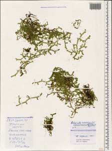 Lycopodioides helvetica (L.) Kuntze, Кавказ, Ставропольский край, Карачаево-Черкесия, Кабардино-Балкария (K1b) (Россия)