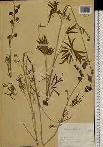 Борец живокостелистный DC., Сибирь, Чукотка и Камчатка (S7) (Россия)