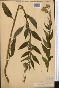 Крестовник дубравный L., Средняя Азия и Казахстан, Джунгарский Алатау и Тарбагатай (M5) (Казахстан)