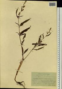 Спорыш, Сибирь, Западная Сибирь (S1) (Россия)