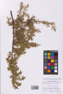 Можжевельник обыкновенный L., Восточная Европа, Московская область и Москва (E4a) (Россия)