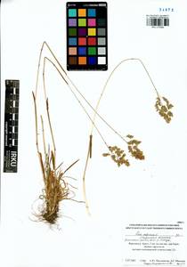 Мятлик альпийский L., Сибирь, Прибайкалье и Забайкалье (S4) (Россия)