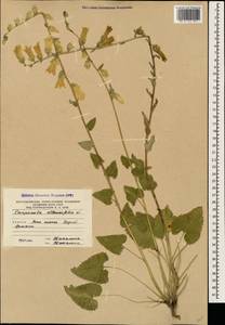 Колокольчик чесночннцелистный Willd., Кавказ, Южная Осетия (K4b) (Южная Осетия)