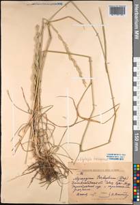 Thinopyrum intermedium subsp. intermedium, Средняя Азия и Казахстан, Западный Тянь-Шань и Каратау (M3) (Киргизия)