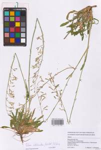 Смолевка зеленоцветковая (Willd.) Ehrh., Восточная Европа, Центральный лесостепной район (E6) (Россия)