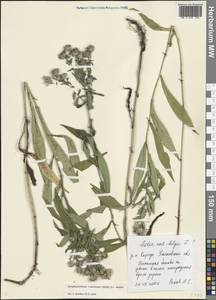 Symphyotrichum × versicolor (Willd.) G. L. Nesom, Восточная Европа, Средневолжский район (E8) (Россия)