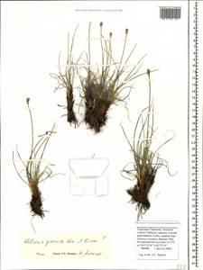 Carex alatauensis S.R.Zhang, Кавказ, Ставропольский край, Карачаево-Черкесия, Кабардино-Балкария (K1b) (Россия)