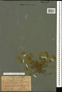 Просвирник незамеченный Wallr., Кавказ, Азербайджан (K6) (Азербайджан)