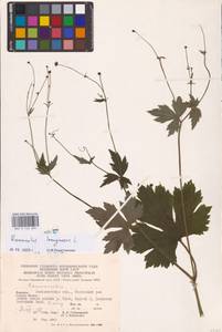 Лютик шерстистый L., Восточная Европа, Западно-Украинский район (E13) (Украина)