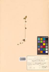 Селезеночник очереднолистный L., Сибирь, Дальний Восток (S6) (Россия)