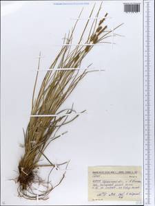 Осока, Восточная Европа, Южно-Украинский район (E12) (Украина)