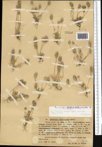 Ceratocephala orthoceras DC., Средняя Азия и Казахстан, Западный Тянь-Шань и Каратау (M3) (Казахстан)