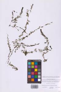 Пузырчатка обыкновенная L., Восточная Европа, Московская область и Москва (E4a) (Россия)