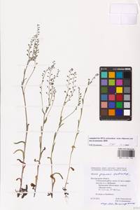 Myosotis alpestris subsp. suaveolens (Waldst. & Kit. ex Willd.) Strid, Восточная Европа, Центральный лесостепной район (E6) (Россия)