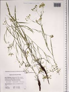 Володушка двустебельная Helm, Сибирь, Прибайкалье и Забайкалье (S4) (Россия)