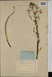 Ornithogalum thyrsoides Jacq., Африка (AFR) (Неизвестно)