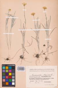 Лютик иллирийский L., Восточная Европа, Нижневолжский район (E9) (Россия)