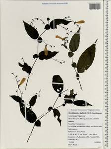 Strobilanthes dalzielii (W. W. Sm.) Benoist, Зарубежная Азия (ASIA) (Вьетнам)