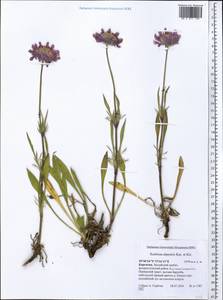 Lomelosia alpestris (Kar. & Kir.) Soják, Средняя Азия и Казахстан, Памир и Памиро-Алай (M2) (Киргизия)