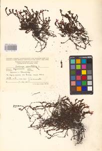 Камнеломка супротивнолистная L., Восточная Европа, Северный район (E1) (Россия)