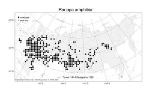 Rorippa amphibia, Жерушник земноводный (L.) Besser, Атлас флоры России (FLORUS) (Россия)