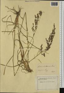 Lolium arundinaceum (Schreb.) Darbysh., Западная Европа (EUR) (Неизвестно)