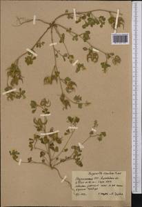 Trigonella spruneriana Boiss., Средняя Азия и Казахстан, Копетдаг, Бадхыз, Малый и Большой Балхан (M1) (Туркмения)