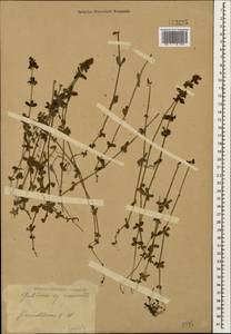 Круциата голая (L.) Opiz, Кавказ, Ставропольский край, Карачаево-Черкесия, Кабардино-Балкария (K1b) (Россия)