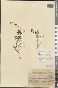 Erica spiculifolia Salisb., Западная Европа (EUR) (Болгария)