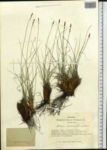 Carex macroprophylla (Y.C.Yang) S.R.Zhang, Сибирь, Алтай и Саяны (S2) (Россия)