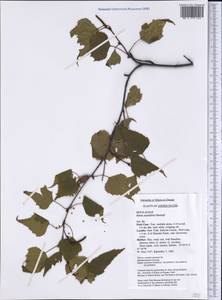 Betula populifolia Marshall, Америка (AMER) (США)
