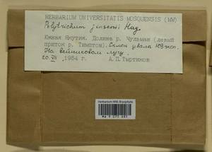 Polytrichum jensenii I. Hagen, Гербарий мохообразных, Мхи - Якутия (B19) (Россия)