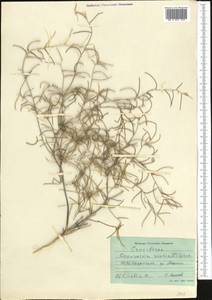 Дескурения Софии (L.) Webb ex Prantl, Средняя Азия и Казахстан, Сырдарьинские пустыни и Кызылкумы (M7) (Узбекистан)