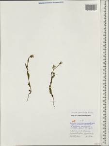 Горлюха малоцветковая Willd., Кавказ, Краснодарский край и Адыгея (K1a) (Россия)