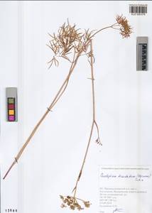 Cenolophium fischeri (Spreng.) W.D.J.Koch, Сибирь, Алтай и Саяны (S2) (Россия)