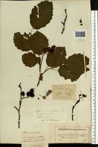 Ольха серая (L.) Moench, Восточная Европа, Московская область и Москва (E4a) (Россия)